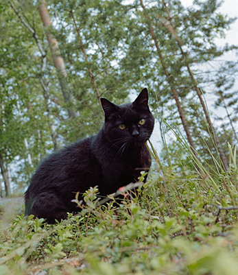 black cat sitting in a forest